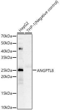 ANGPTL8 Rabbit pAb