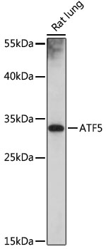 ATF5 Rabbit pAb