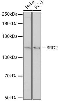 BRD2 Rabbit pAb