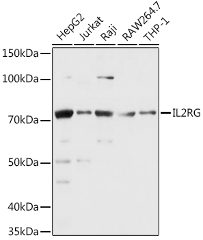 CD132/IL-2 R gamma Rabbit pAb