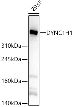 DYNC1H1 Rabbit pAb