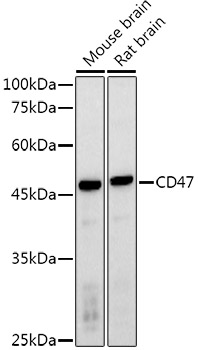 CD47 Rabbit pAb