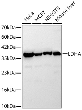 [KD Validated] LDHA Rabbit pAb