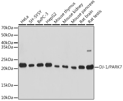 DJ-1/PARK7 Rabbit pAb