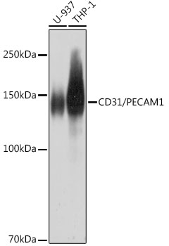 CD31/PECAM1 Rabbit mAb