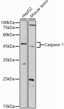 Caspase-1 Rabbit pAb