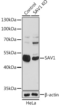 [KO Validated] SAV1 Rabbit pAb