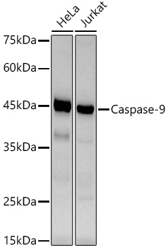 Caspase-9 Rabbit mAb