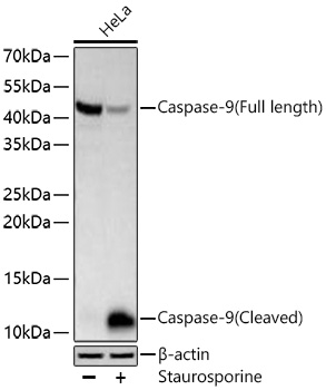 KO Validated] Caspase-9 Rabbit mAb