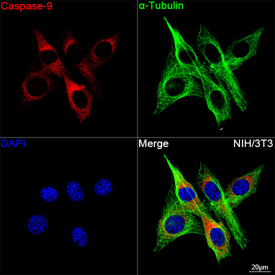 KO Validated] Caspase-9 Rabbit mAb