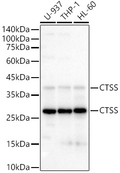 CTSS Rabbit pAb