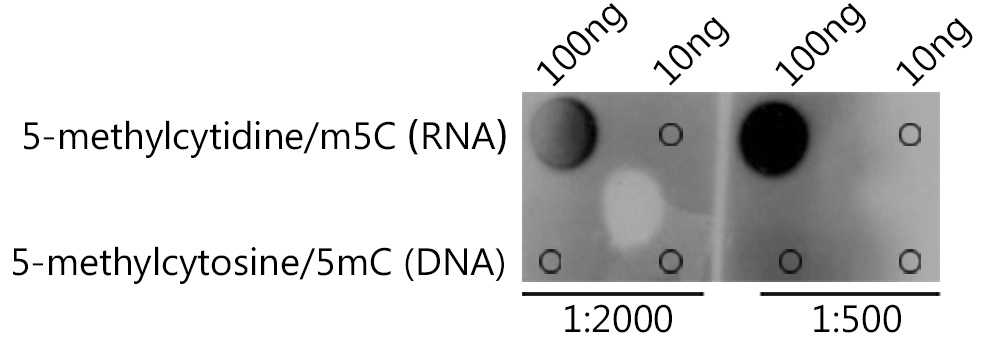 5-methylcytidine/m5C Rabbit pAb