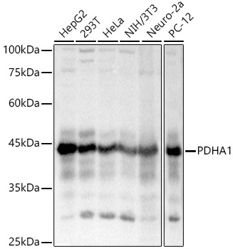 PDHA1 Rabbit pAb