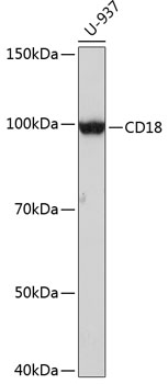 CD18 Rabbit mAb