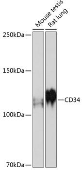 CD34 Rabbit mAb