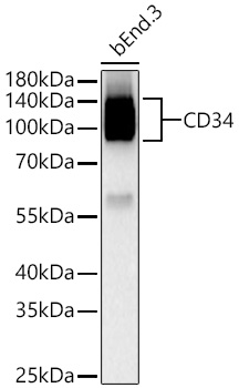 CD34 Rabbit mAb