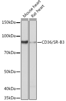 CD36/SR-B3 Rabbit mAb