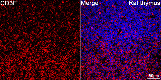 CD3E Rabbit mAb