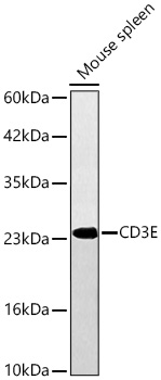 CD3E Rabbit mAb