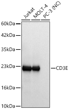 CD3E Rabbit mAb