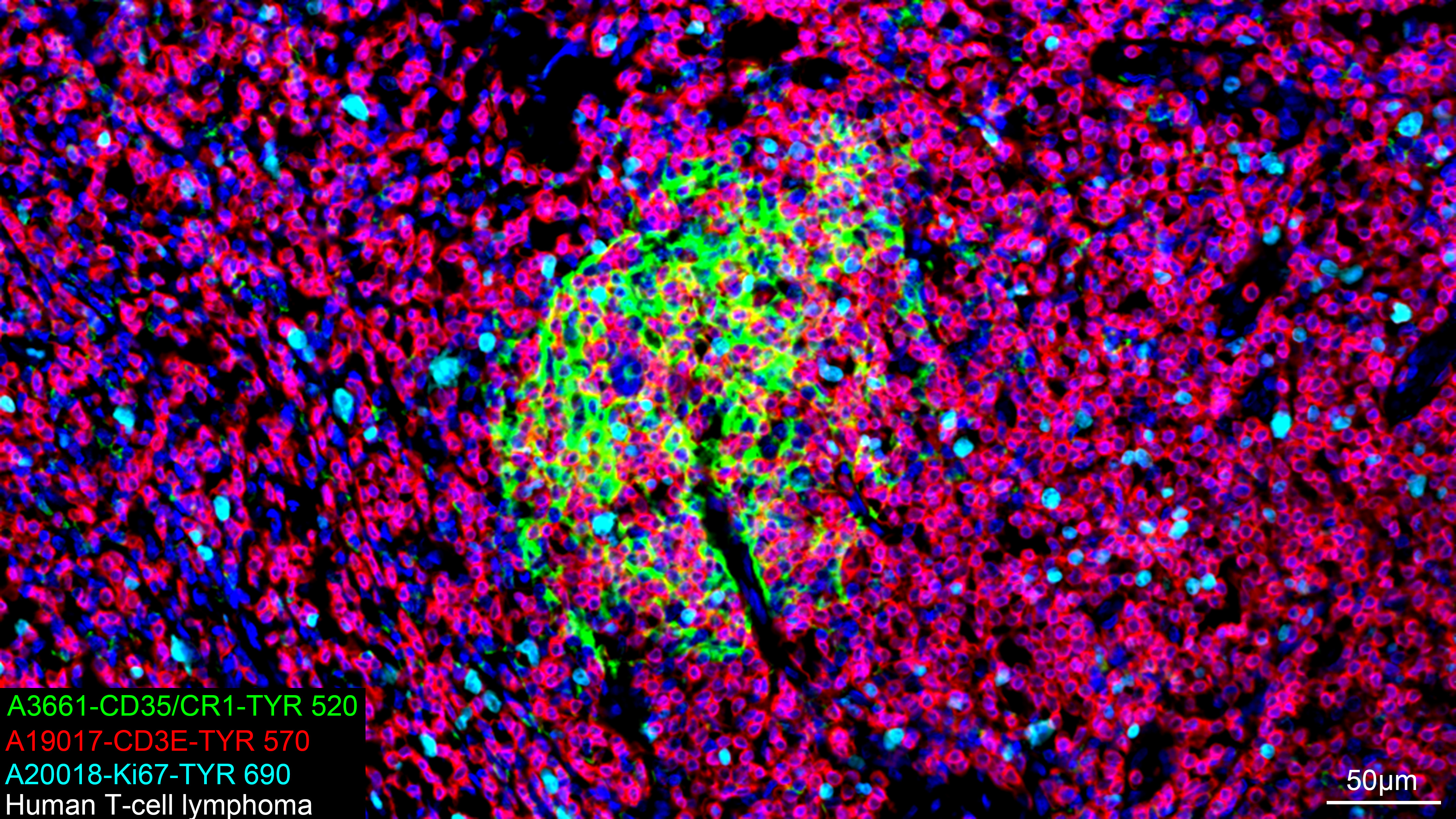 CD3E Rabbit mAb