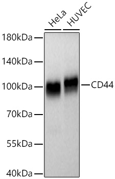 CD44 Rabbit mAb