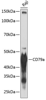 CD79a Rabbit mAb