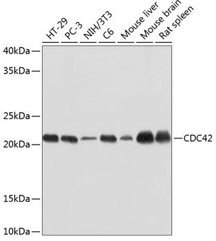 CDC42 Rabbit mAb