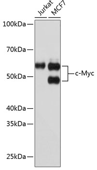 KO Validated] c-Myc Rabbit mAb