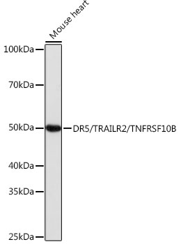 DR5/TRAILR2/TNFRSF10B Rabbit mAb