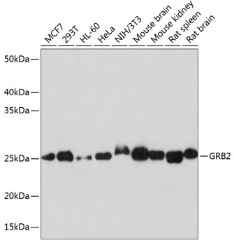 GRB2 Rabbit mAb