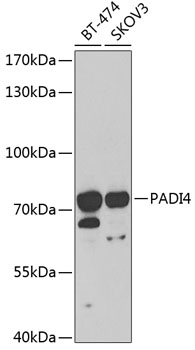 PADI4 Rabbit pAb