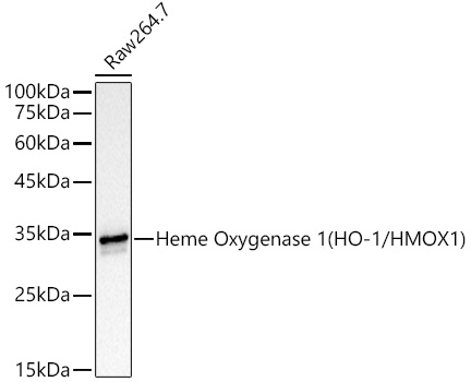 [KD Validated] Heme Oxygenase 1 (HO-1/HMOX1) Rabbit mAb