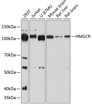 HMGCR Rabbit mAb