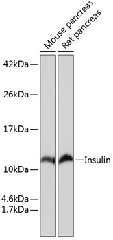 Insulin Rabbit mAb