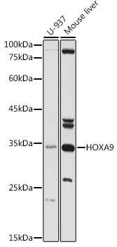 HOXA9 Rabbit pAb