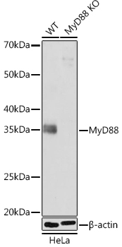 [KO Validated] MyD88 Rabbit mAb