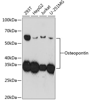 Osteopontin Rabbit mAb