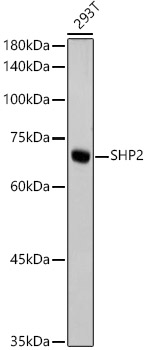 SHP2 Rabbit mAb