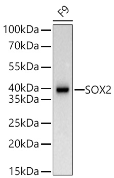 SOX2 Rabbit PolymAb®