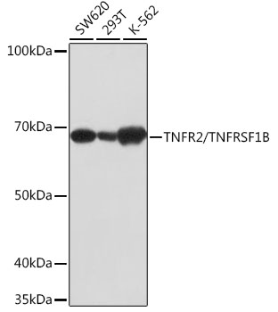 TNFR2/TNFRSF1B Rabbit mAb