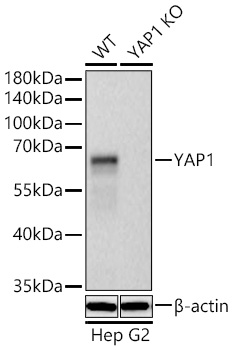 [KO Validated] YAP1 Rabbit mAb