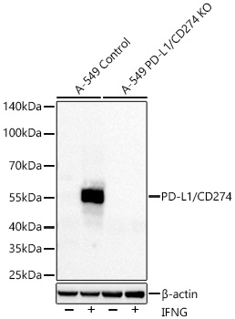 PD-L1/CD274 Rabbit mAb