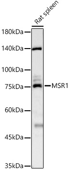 MSR1 Rabbit pAb