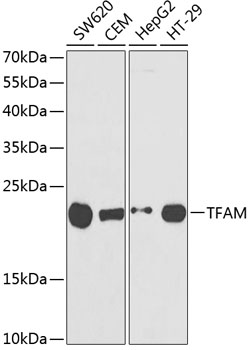 TFAM Rabbit pAb