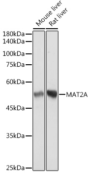 MAT2A Rabbit mAb