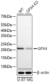 KD Validated] GPX4 Rabbit pAb