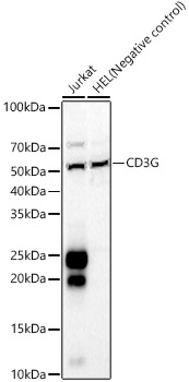 CD3G Rabbit pAb