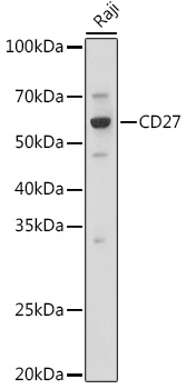 CD27 Rabbit pAb