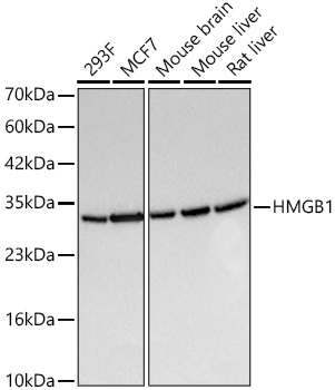 [KO Validated] HMGB1 Rabbit mAb